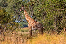 Thornicroft's giraffe (Giraffa camelopardalis thornicrofti) South Luangwa Valley, Zambia.