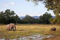 African Elephant (Loxodonta africana) female with young calf feeding in wetlands South Luangwa Valley, Zambia, May