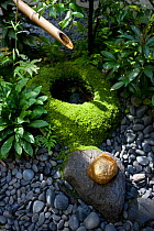 Small water feature in garden, with gold leaf covered rock in Kanazawa, Japan. Kanazawa is famous for its production of gold leaf.