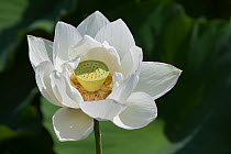 Lotus flower in garden, Kurashiki, Japan.