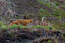 Red fox (Vulpes vulpes) on Matua Island, an uninhabited island near the centre of the Kuril Island chain in the Sea of Okhotsk, Russia
