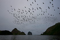 Crested auklets (Aethia cristatella) large flock cal in flight above Yankicha Island in the Kuril Island chain, Russian Far East, June.