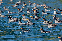 Crested auklets (Aethia cristatella) flock on sea surface on Brat Chirpoy Island in the Kuril Island chain, Russian Far East, June