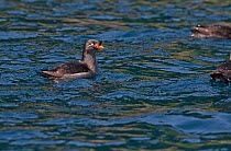 Crested auklet (Aethia cristatella) on sea surface on Brat Chirpoy Island in the Kuril Island chain, Russian Far East, June