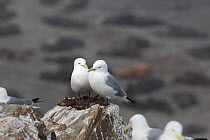 Kittiwakes (Rissa tridactyla) pair perched on rock on Tyuleniy Island in the Kuril Island chain, Russian Far East, June