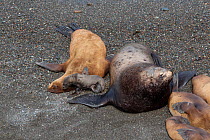 Northern fur seal (Callorhinus ursinus) male, female and new born pup on Tyuleniy Island, Russian Far East, June