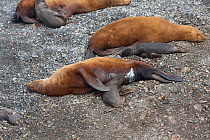 Northern fur seal (Callorhinus ursinus) female nursing new born pup with others behind, Tyuleniy Island, Russian Far East, June