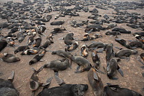Northern fur seals (Callorhinus ursinus) breeding colony with male, female and new born pups all resting on Tyuleniy Island, Russian Far East, June.