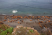 Northern fur seals (Callorhinus ursinus) looking down on breeding colony with male, female and new born pups all resting on Tyuleniy Island, Russian Far East, June.