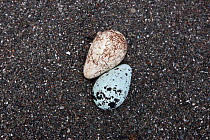 Common guillemot (Uria aalge) murre eggs on Tyuleniy Island (Ostrov Tyuleniy) is a small island in the Sea of Okhotsk, Russian Far East, June