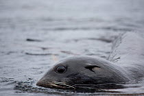 Northern fur seal (Callorhinus ursinus) at sea surface, Skaly Lovushky, the Kuril Islands, Russian Far East