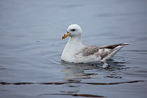 Fulmar (Fulmarus glacialis) white phase on sea surface, Skaly Lovushky, the Kuril Islands, Russia, June