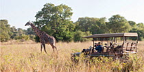 Tourists in safari vehicle watching Thornicroft's giraffe (Giraffa camelopardalis thornicrofti) South Luangwa Valley, Zambia, May 2012