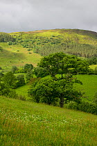 Sessile Oak (Quercus petraea) tree meadow and hilly landscape. Radnorshire Wildlife Trust Nature Reserve, Wales, UK, June.