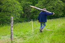 Wildlife Trust volunteer carrying fence posts to fence area of Sessile Oakwood. Radnorshire Wildlife Trust Nature Reserve, Wales, UK, June.