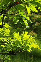 Sessile Oak (Quercus petraea) tree leaves. Radnorshire Wildlife Trust Nature Reserve, Wales, UK, June.