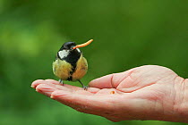Great Tit (Parus major) with mealworm on outstretched hand. Radnorshire Wildlife Trust Nature Reserve, Wales, UK, June.