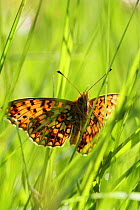 Small Pearl bordered fritillary butterfly (Boloria selene) in grass, Radnorshire Wildlife Trust Nature Reserve, Wales, UK, June.