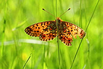 Small pearl bordered fritillary butterfly (Boloria selene) in grass, Radnorshire Wildlife Trust Nature Reserve, Wales, UK, June.