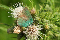 Green Hairstreak (Callophrys rubi) butterfly on thistle. Radnorshire Wildlife Trust Nature Reserve, Wales, UK, June.