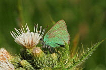 Green Hairstreak (Callophrys rubi) butterfly on thistle. Radnorshire Wildlife Trust Nature Reserve, Wales, UK, June.