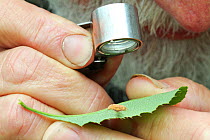 Botanist using eye piece to identify Black Stem Rust, a fungus species which threatens future of world wheat crops. Radnorshire, Wales, UK, June.