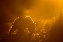 Brown Bear (Ursus arctos) silhouetted at dawn, Suomussalmi, Kainuu region, Finland, Europe, June 2008, Exclusive Japanese calendar rights for 2014