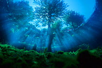 Underwater view of tree, with sun rays entering the water, Fibreno Lake nature reserve, Lazio, Italy.