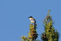 Azure winged magpie (Cyanopica cyana) perched at the top of a Mediterranean cypress tree (Cupressus sempervirens), Algarve, Portugal, June.