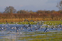 Black headed gulls Chroicocephalus ridibundus) in winter plumage in flight over others feeding on flooded meadow on the Somerset Levels after several days of heavy rain, UK, December.