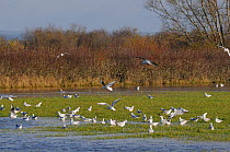 Black headed gulls Chroicocephalus ridibundus) in winter plumage in flight over others feeding on flooded meadow on the Somerset Levels after several days of heavy rain, UK, December.