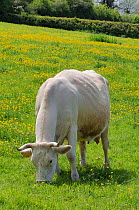Domestic horned cow (Bos taurus) grazing a hillside meadow carpeted with Buttercups (Ranunculus acris), Somerset, UK, May.