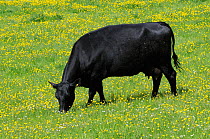 Domestic Cow (Bos taurus) grazing a meadow carpeted with Buttercups (Ranunculus acris), Somerset, UK, May.