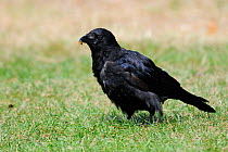 Carrion crow (Corvus corone) young with a Honey bee (Apis mellifera) held in its beak on grassy lawn, St James's Park, London, UK, September.