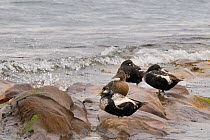Eiders (Somateria mollissima) three males in eclipse plumage and a female roosting on sandstone shore at high tide, Fife, UK, July.