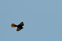 Eleonora's falcon (Falco eleonorae) dark morph flying overhead Samos, Greece, August.