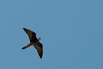Eleonora's falcon (Falco eleonorae) pale morph flying overhead, Samos, Greece, August.