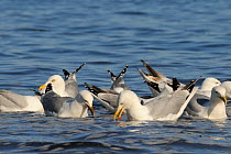 Herring gulls (Larus argentatus) foraging in a flock in shallow sea water near shore for invertebrates disturbed from tide wrack by a high spring tide, Looe, Cornwall, UK, June.