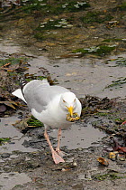Herring gull (Larus argentatus) eating a Shore crab (Carcinus maenas) which it has caught in the Looe estuary at low tide, Cornwall, UK, June.