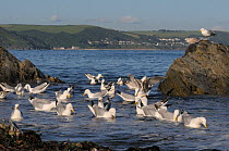 Herring gulls (Larus argentatus) foraging in a flock in shallow sea water near shore for invertebrates disturbed from tide wrack by a high spring tide, with Downderry village in the background, Looe,...