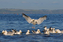Herring gull (Larus argentatus) landing among a flock foraging near shore for invertebrates disturbed from tide wrack by a high spring tide, Looe, Cornwall, UK, June.