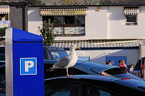 Herring gull (Larus argentatus) standing on car roof in a car park waiting to scavenge food dropped by tourists, Looe, Cornwall, UK, August.