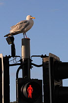 Herring gull (Larus argentatus) perched on traffic light support post by a pedestrian crossing, on the look out for food, Looe, Cornwall, UK, August.
