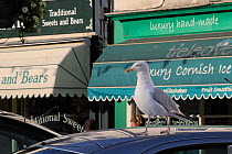 Herring gull (Larus argentatus) standing on car roof waiting to scavenge food dropped by tourists, Looe, Cornwall, UK, August.