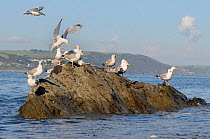 Herring gulls (Larus argentatus) landing and standing on a wave washed rock near the shore at high tide, Looe, Cornwall, UK, June.