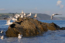 Herring gulls (Larus argentatus) landing and standing and calling on a wave washed rock near the shore at high tide, as others forage for invertebrates in the water nearby, Looe, Cornwall, UK, June.