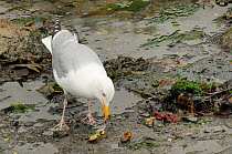 Herring gull (Larus argentatus) pecking at a Shore crab (Carcinus maenas) which it has caught in the Looe estuary at low tide, Cornwall, UK, June.