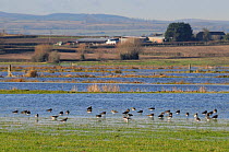 Lapwings (Vanellus vanellus) resting and foraging on flooded meadow on the Somerset Levels after several days of heavy rain, UK, December.