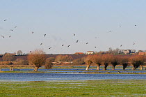 Lapwings (Vanellus vanellus) coming in to land on flooded meadows on the Somerset Levels after several days of heavy rain, UK, December.