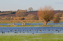 Lapwings (Vanellus vanellus) resting on flooded meadow on the Somerset Levels after several days of heavy rain, UK, December.
